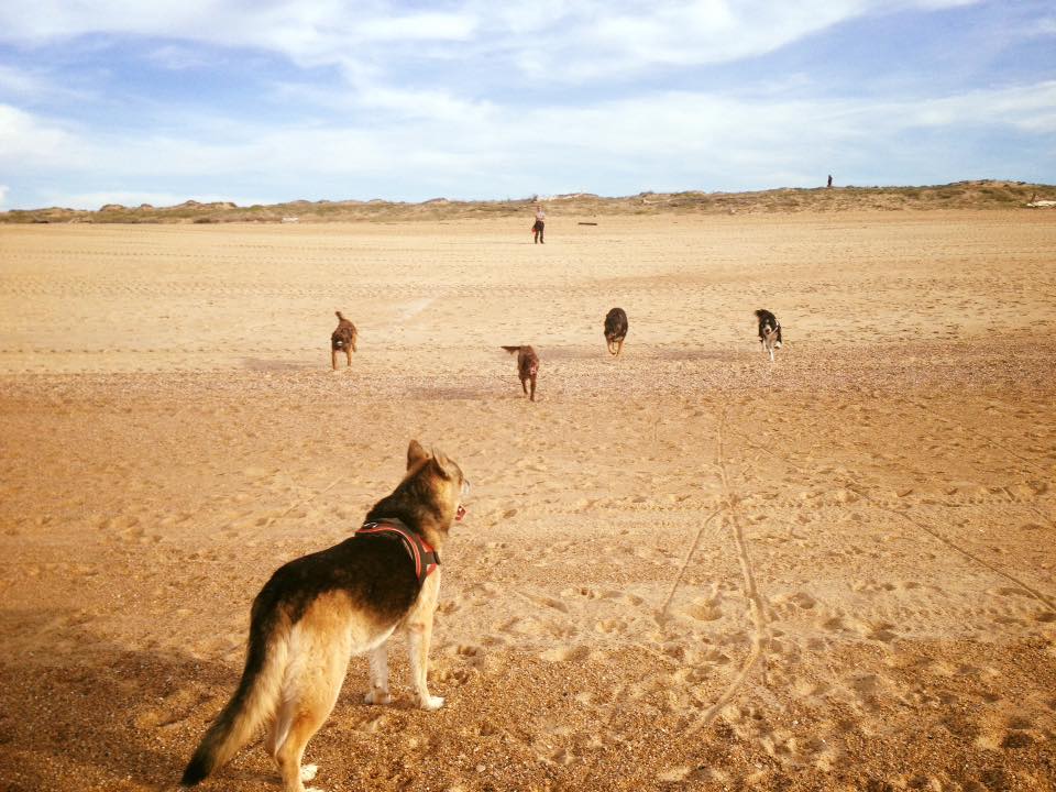23130796_284385698740016_9148543373835900814_n éducateur canin à pau