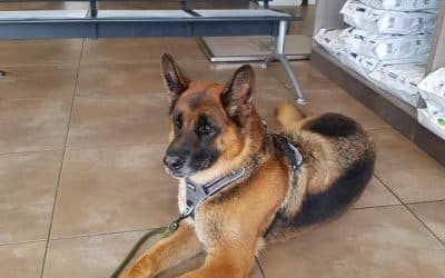 Nash – BA 7ans à l’adoption !