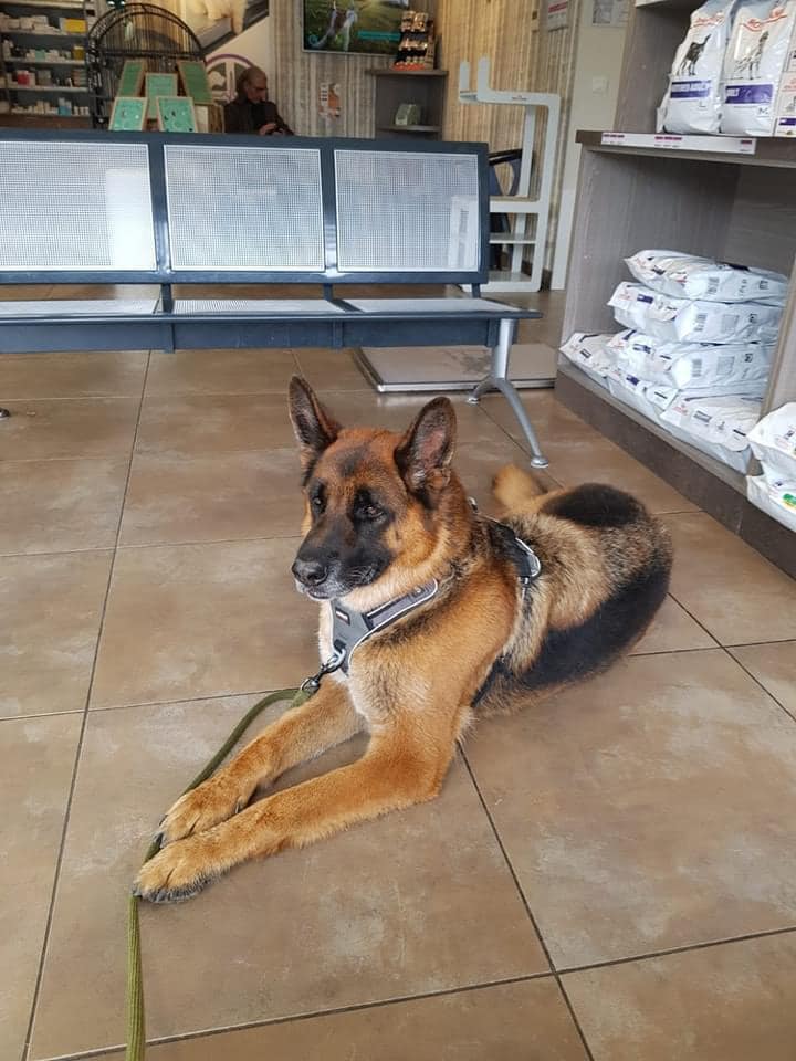 Adoptez Nash, BA de 7ans