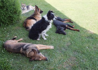 éducateur canin pau, chiens heureux et détendus