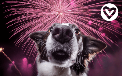 Surmonter La Peur Chez Votre Chien – Guide Des Solutions Efficaces