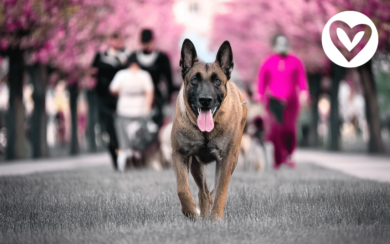 éducation ou obéissance éducation ou obéissance