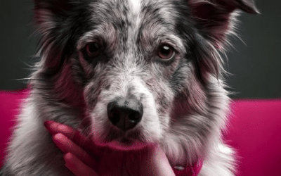 Le secret des caresses efficaces pour chiens : récompenser sans stress