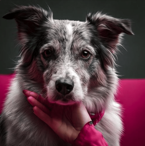 Le secret des caresses efficaces pour chiens : récompenser sans stress