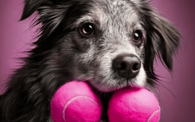 Dangers des jeux de balle pour chiens : ce que révèle la science