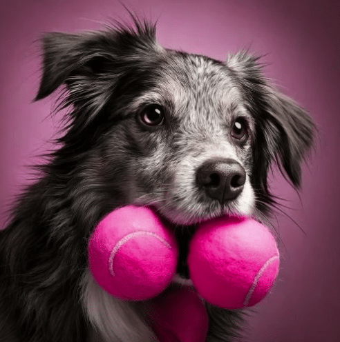 Dangers des jeux de balle pour chiens : ce que révèle la science