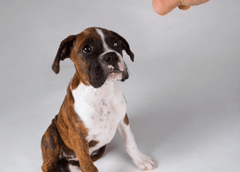 Le ‘Non’ dans l’éducation canine : ami ou ennemi ?