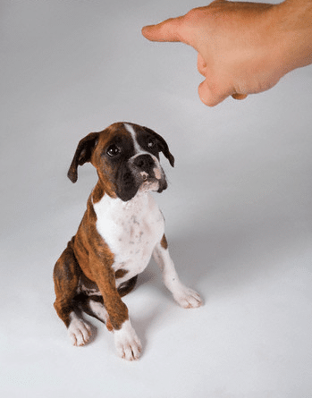 Le ‘Non’ dans l’éducation canine : ami ou ennemi ?